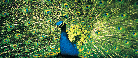dv029056-peacock2